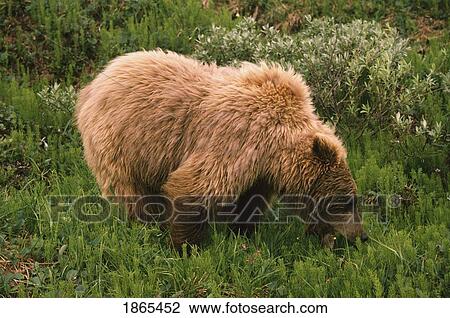 Stock Image - Grizzly bear eating bear grass, Denali National Park, Alaska, USA. Fotosearch