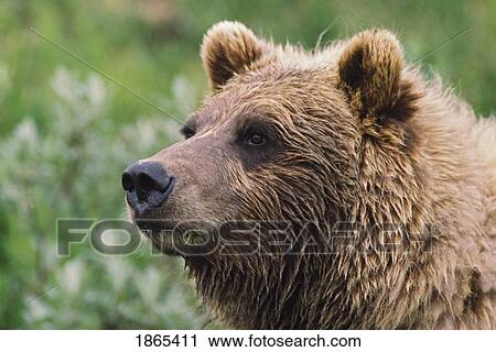 Grizzly bear portrait View Large Photo Image Stock Image - Grizzly bear portrait. Fotosearch