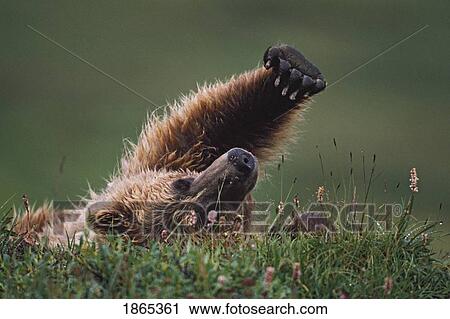 Stock Image - Grizzly bear (Ursus arctos) stretching. Fotosearch
