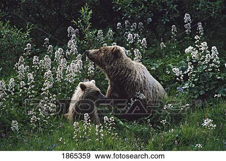 Grizzly bear (Ursus arctos) with cub in patch of wildflowers View Large Photo Image Stock Photo - Grizzly bear (Ursus arctos) with cub in patch of wildflowers. Fotosearch