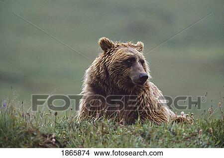 Grizzly bear with wet fur, Alaska, USA View Large Photo Image Picture - Grizzly bear with wet fur, Alaska, USA. Fotosearch