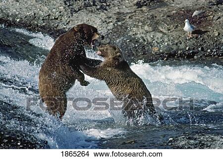 Picture - Grizzly bears fight over fishing spot in rapids. Fotosearch