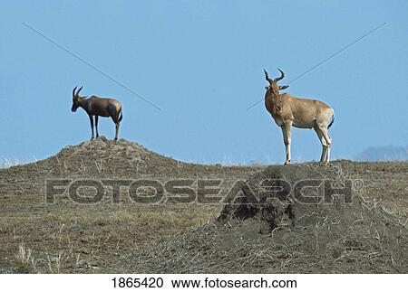 Stock Image - Hartebeest and topi standing on mounds, Africa. Fotosearch
