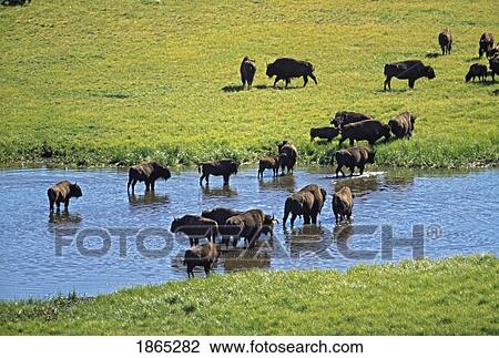 Herd of bison crossing stream in grassland View Large Photo Image Stock Image - Herd of bison crossing stream in grassland. Fotosearch
