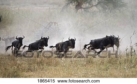 Stock Photography - Herd of blue wildebeest running, Tanzania, Africa. Fotosearch