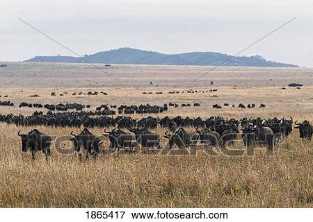 Stock Photo - Herd of blue wildebeest, Tanzania, Africa. Fotosearch