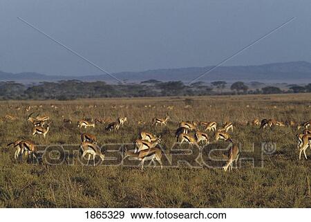 Herd of Thomson's gazelle grazing, Serengeti National Park, Tanzania, Africa View Large Photo Image Stock Photo - Herd of Thomson's gazelle grazing, Serengeti National Park, Tanzania, Africa. Fotosearch
