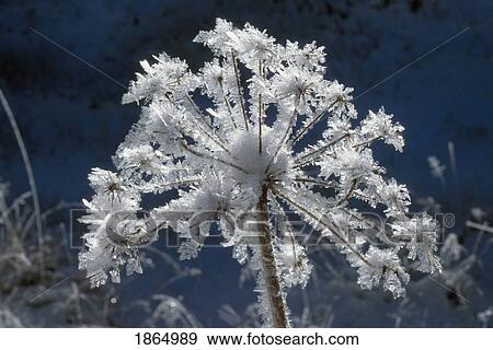 Hoarfrost on dead flower pod View Large Photo Image Stock Photo - Hoarfrost on dead flower pod. Fotosearch