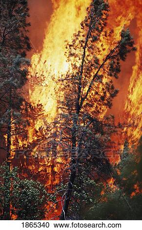 Stock Image - Huge flames from wildfire, Shasta-Trinity National Forest, California, USA. Fotosearch