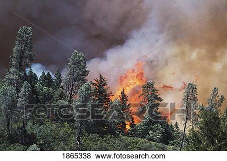 Stock Photo - Huge flames from wildfire, Shasta-Trinity National Forest, California, USA. Fotosearch