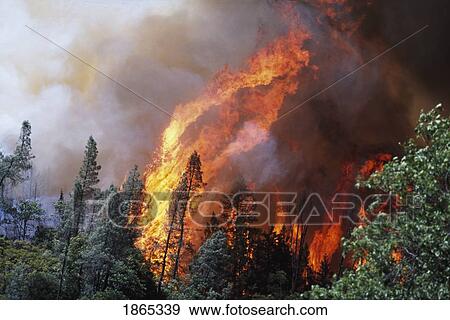 Huge flames from wildfire, Shasta-Trinity National Forest, California, USA View Large Photo Image Stock Photo - Huge flames from wildfire, Shasta-Trinity National Forest, California, USA. Fotosearch