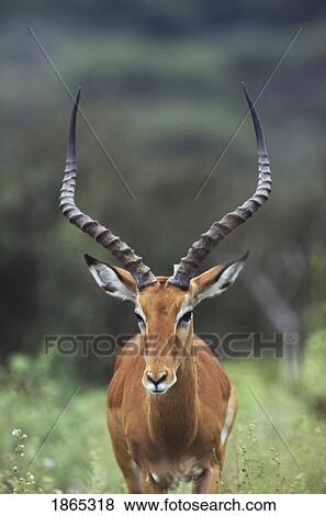 Stock Photo - Impala (Aepyceros melampus) buck. Fotosearch