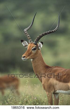 Stock Photograph - Impala buck, Amboseli National Park, Kenya, Africa. Fotosearch