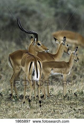 Impala buck guards his harem, Serengeti National Park, Tanzania, East Africa View Large Photo Image Stock Photo - Impala buck guards his harem, Serengeti National Park, Tanzania, East Africa. Fotosearch