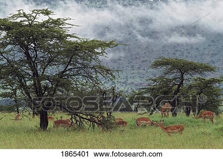 Stock Image - Impala herd grazing in acacia forest, Africa. Fotosearch