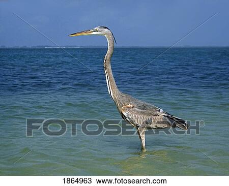 Stock Image - Juvenile great blue heron (Ardea herodias). Fotosearch