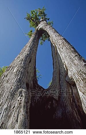 Large, ancient, bald cypress tree with hollow trunk View Large Photo Image Stock Image - Large, ancient, bald cypress tree with hollow trunk. Fotosearch
