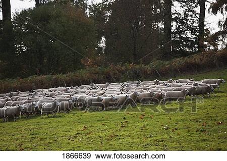 Large flock of sheep in field, Northumberland, England View Large Photo Image Stock Photo - Large flock of sheep in field, Northumberland, England. Fotosearch