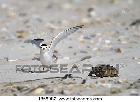 Least tern (Sterna antillarum) with box turtle on sandy beach View Large Photo Image Stock Photo - Least tern (Sterna antillarum) with box turtle on sandy beach. Fotosearch
