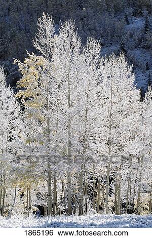 Light snow on quaking aspen (Populus tremuloides), San Juan Mountains, Colorado, USA View Large Photo Image Stock Photograph - Light snow on quaking aspen (Populus tremuloides), San Juan Mountains, Colorado, USA. Fotosearch