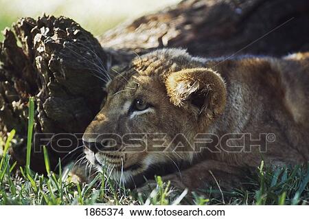 Lion cub crouching behind log, Africa View Large Photo Image Picture - Lion cub crouching behind log, Africa. Fotosearch