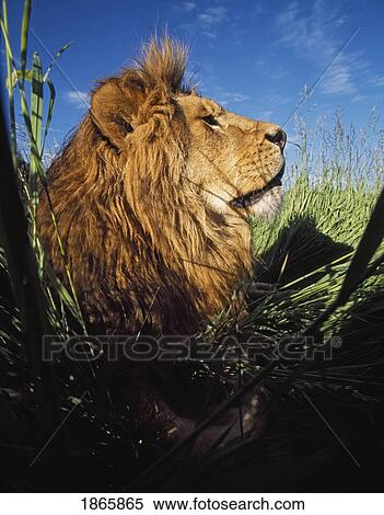 Lion (Panthera leo) with big mane laying in tall green grass View Large Photo Image Stock Photography - Lion (Panthera leo) with big mane laying in tall green grass. Fotosearch