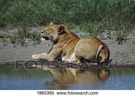 Lioness resting at edge of water View Large Photo Image Stock Photography - Lioness resting at edge of water. Fotosearch