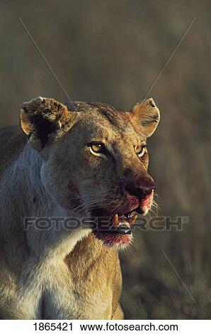 Lioness with bloody face following killing of prey, Africa View Large Photo Image Stock Image - Lioness with bloody face following killing of prey, Africa. Fotosearch