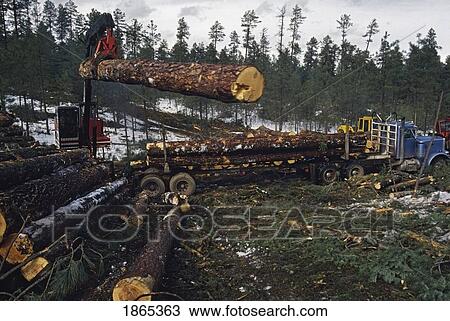 Stock Image - Loader lifting ponderosa pine log (Pinus Ponderosa) onto truck for transport to sawmill. Fotosearch