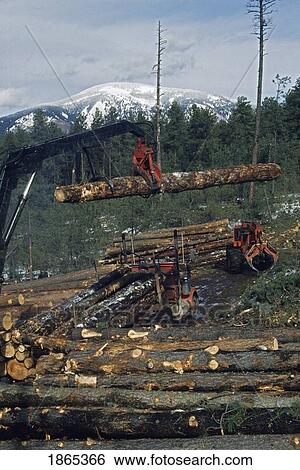 Loader lifting ponderosa pine log (Pinus ponderosa) onto logging truck View Large Photo Image Stock Photograph - Loader lifting ponderosa pine log (Pinus ponderosa) onto logging truck. Fotosearch