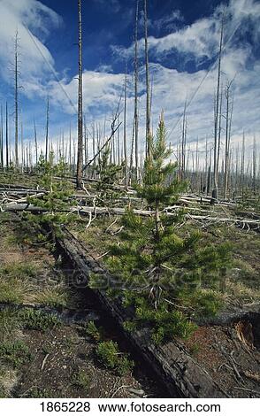 Lodgepole pine regrowth, Yellowstone National Park, Wyoming, USA View Large Photo Image Stock Photo - Lodgepole pine regrowth, Yellowstone National Park, Wyoming, USA. Fotosearch