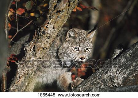 Stock Photo - Lynx walking on branch in tree. Fotosearch