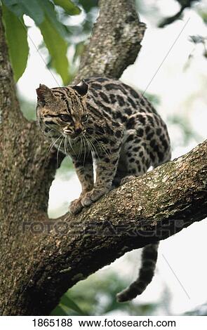 Stock Photo - Margay (Leopardus wiedii) in a tree. Fotosearch