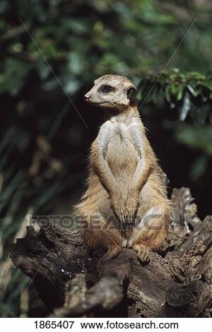 Stock Photo - Meerkat sitting on a stump, Africa. Fotosearch