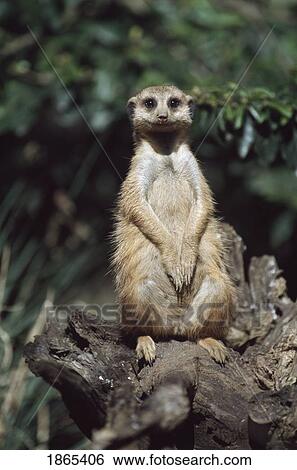 Stock Photograph - Meerkat sitting on a stump, Africa. Fotosearch