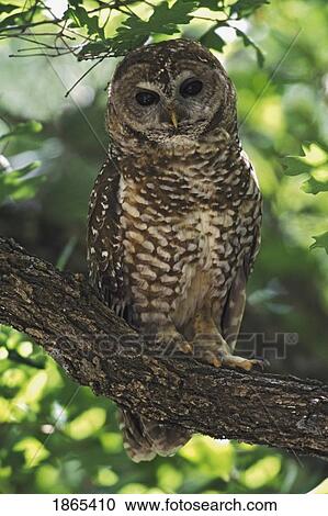 Stock Image - Mexican spotted owl on perch in gambel oak. Fotosearch