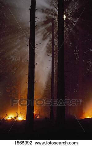 Moonbeams formed in smoke from prescribed fire in ponderosa pine forest View Large Photo Image Stock Image - Moonbeams formed in smoke from prescribed fire in ponderosa pine forest. Fotosearch
