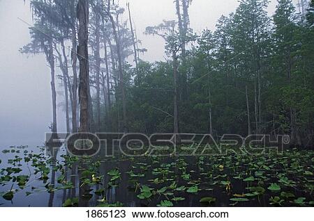 Stock Image - Morning fog in cypress swamp. Fotosearch