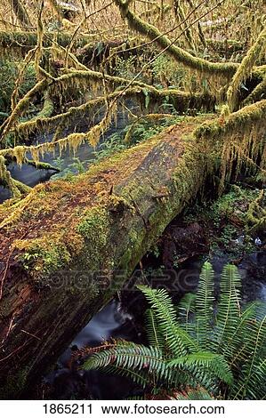 Stock Image - Mossy log laying over stream. Fotosearch
