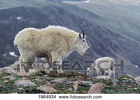 Mountain goat (Oreamnos americanus) ewe and kid on alpine tundra View Large Photo Image Picture - Mountain goat (Oreamnos americanus) ewe and kid on alpine tundra. Fotosearch