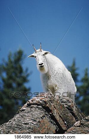 Mountain goat (Oreamnos americanus) View Large Photo Image Stock Photography - Mountain goat (Oreamnos americanus). Fotosearch
