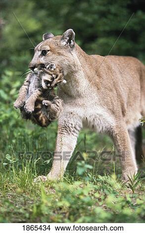 Picture - Mountain lion carrying cub by the nape of its neck. Fotosearch