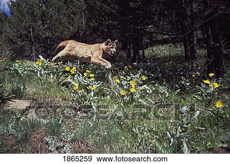 Stock Photo - Mountain lion cub bounding across mountain meadow. Fotosearch