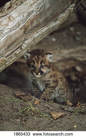 Mountain lion cub exploring View Large Photo Image Stock Image - Mountain lion cub exploring. Fotosearch