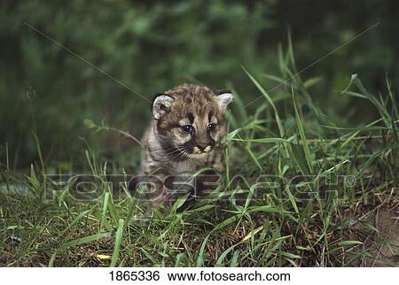 Stock Photograph - Mountain lion cub exploring. Fotosearch