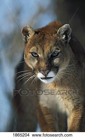Picture - Mountain lion (Felis concolor). Fotosearch