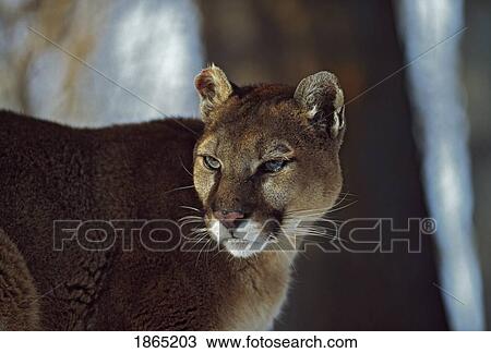 Stock Image - Mountain lion (Felis concolor). Fotosearch