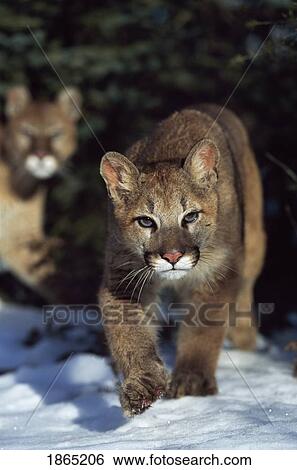 Stock Photograph - Mountain lion (Felis concolor). Fotosearch