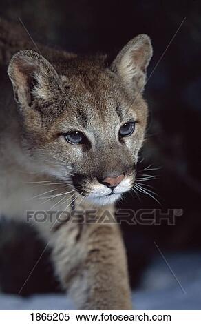 Stock Photography - Mountain lion (Felis concolor). Fotosearch