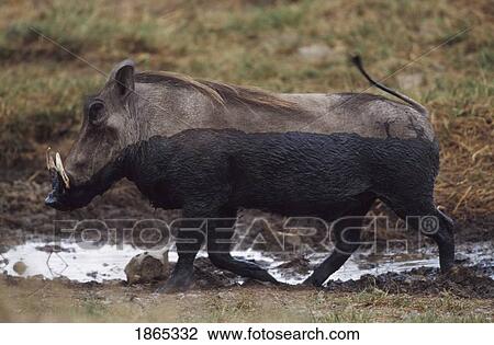 Stock Image - Muddy warthog, Serengeti National Park, Tanzania, Africa. Fotosearch